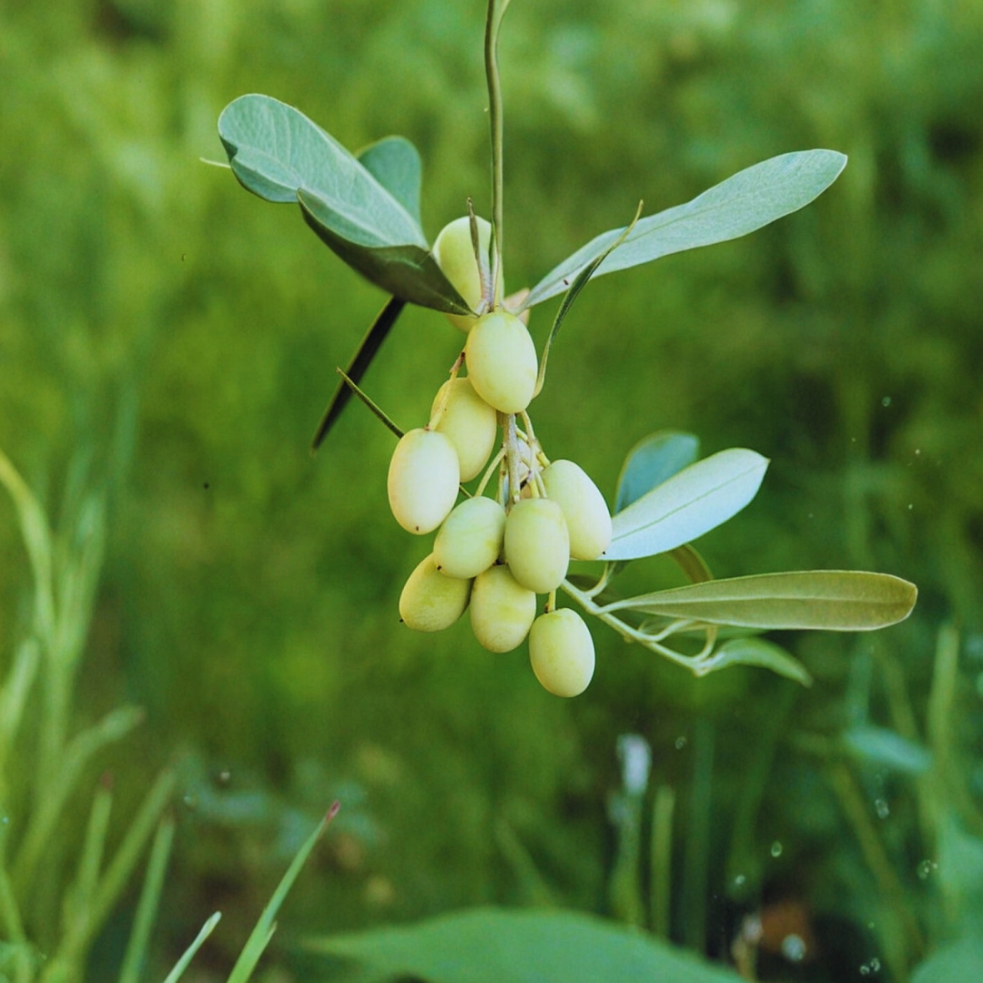 Λευκοελιά Σερρών